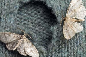 Moth Infestation Treatment & Prevention