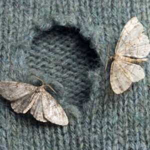 Moth Infestation Treatment & Prevention